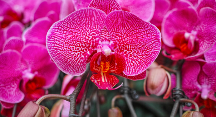 Como Saber se a Orquídea Está Prestes a Florir: Sinais Que Antecedem a Magia