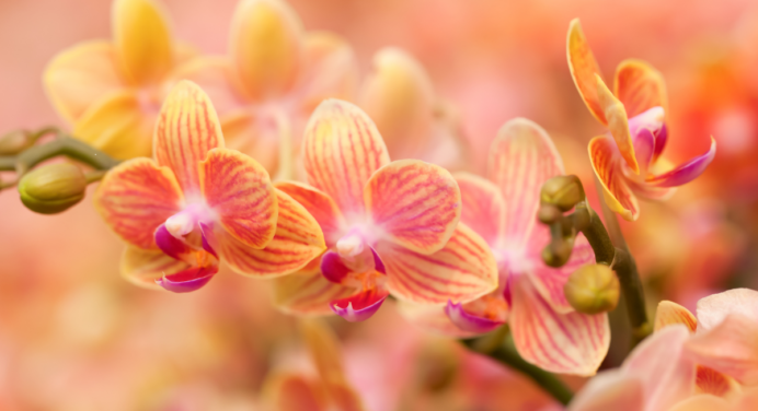 Como Plantar Orquídeas Passo a Passo: Guia Prático para Iniciantes