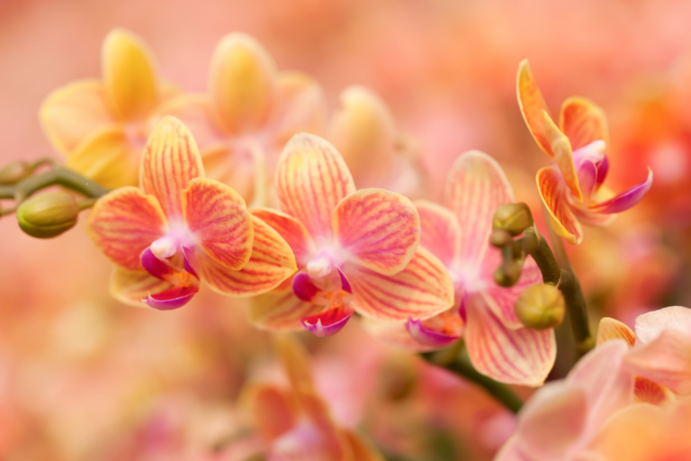 Como Plantar Orquídeas
