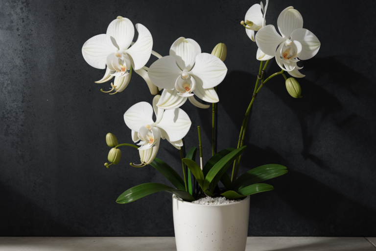 Como Plantar Orquídea