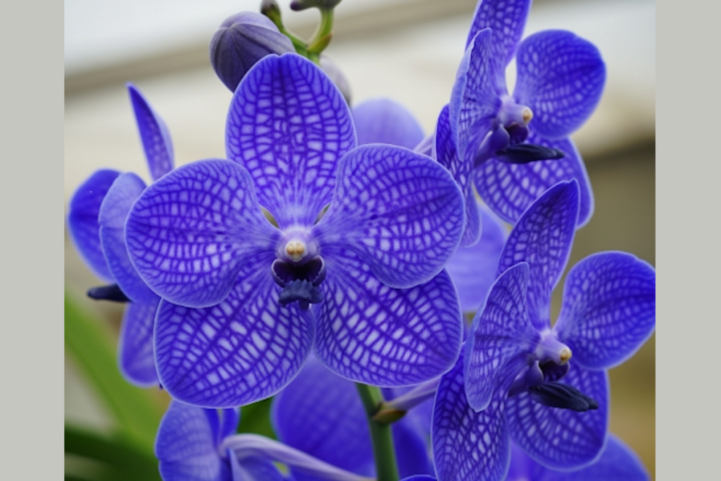 Orquídea Mais Cara do Mundo