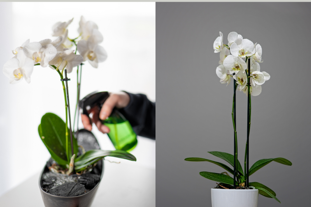 Como Plantar Orquídea no Vaso.