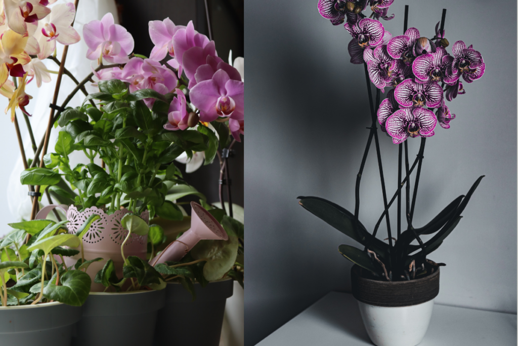 Como Plantar Orquídea no Vaso.