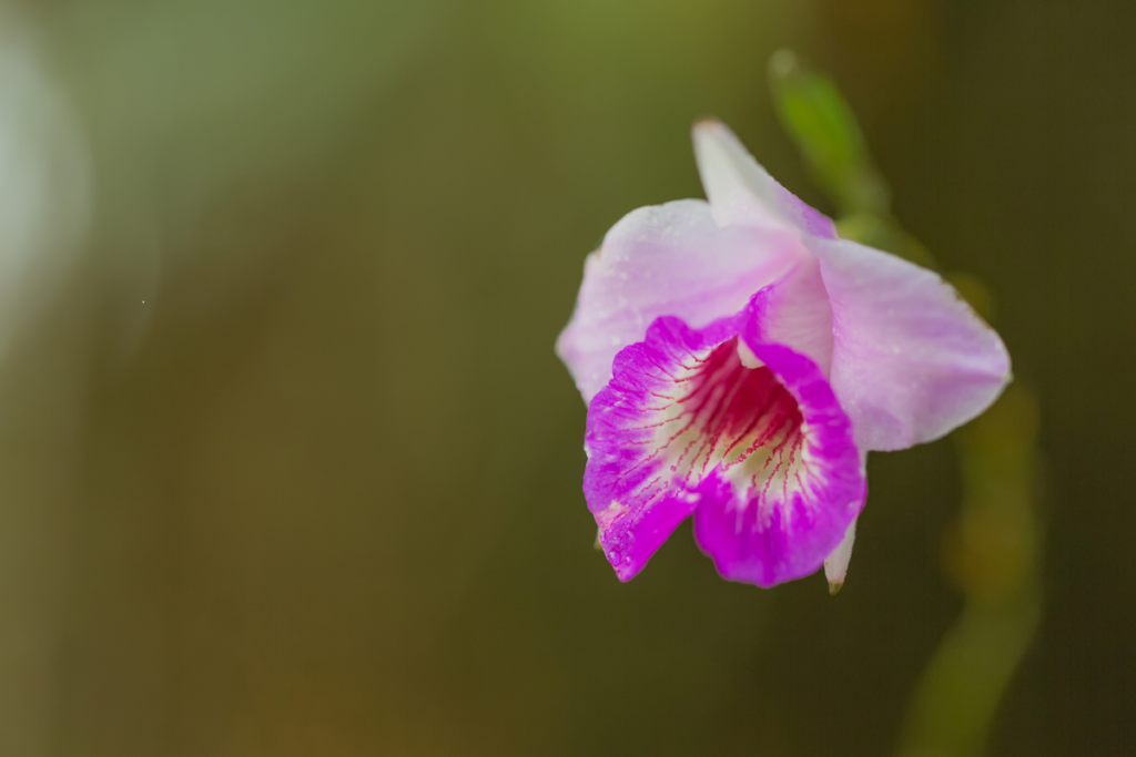 Plantar Orquídea no Chão