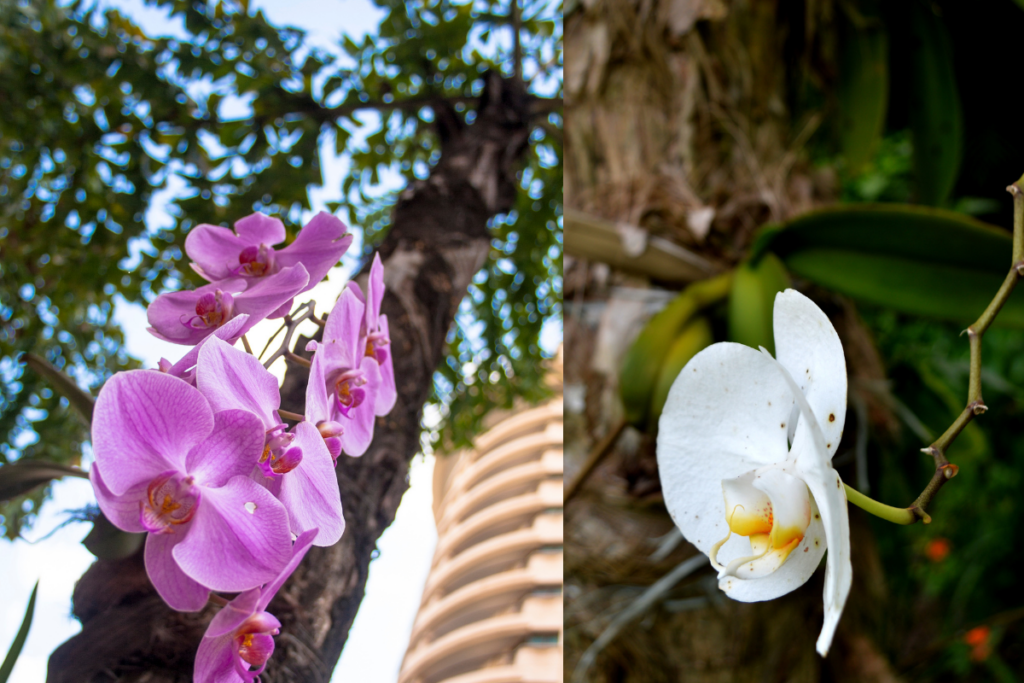 Como Plantar Orquídea em Árvores
