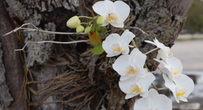 Como Plantar Orquídea em Árvores: Um Toque de Natureza no Seu Jardim