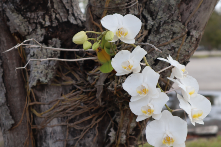 Como Plantar Orquídea em Árvores