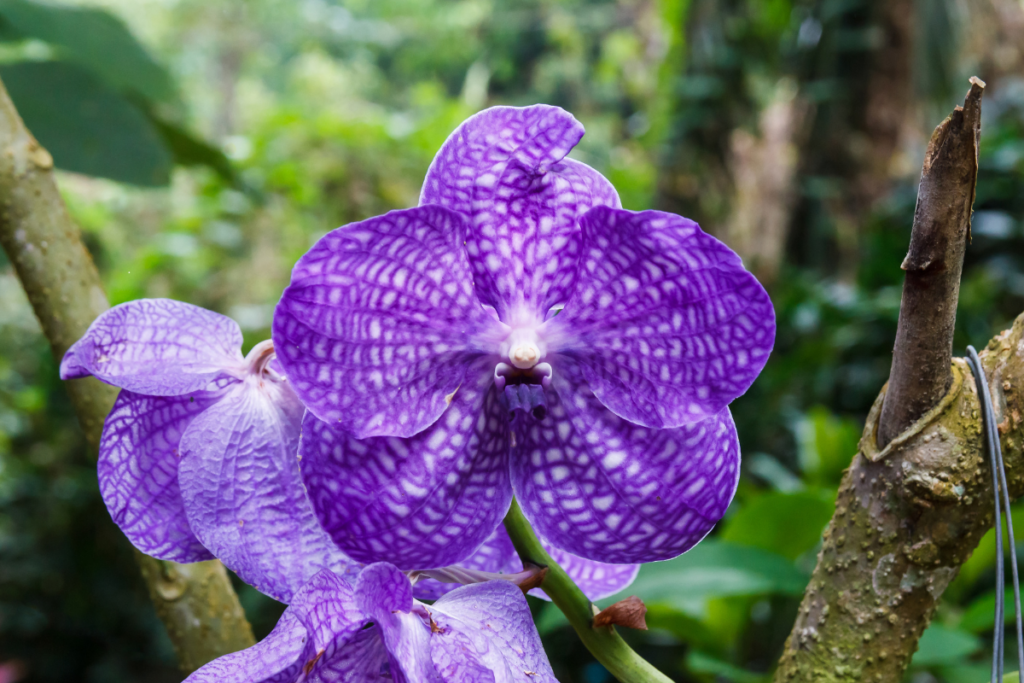 Como Plantar Orquídea em Árvores