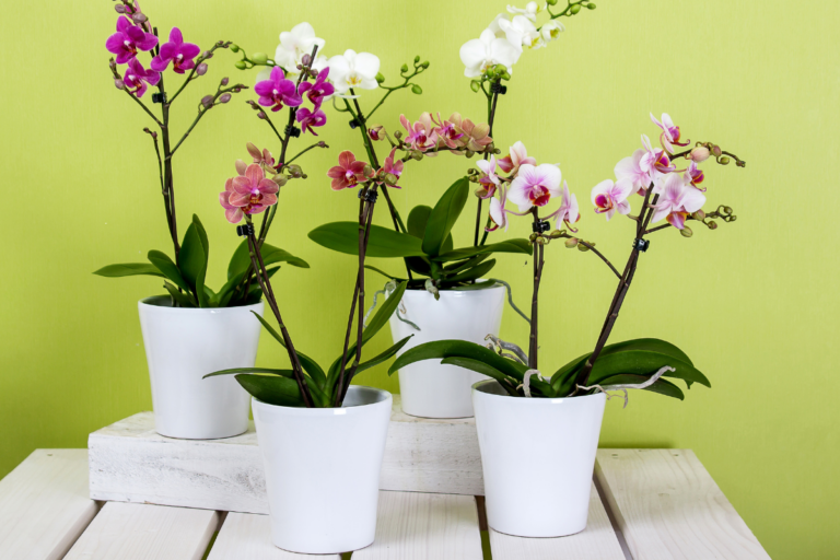 Orquídea no Cachepô