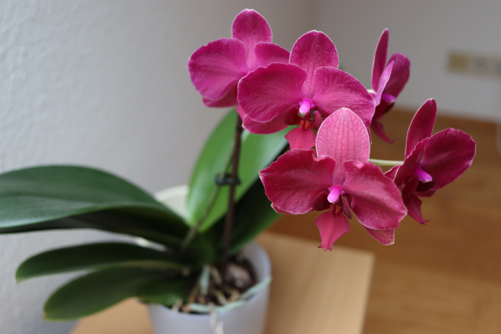 Orquídea no Cachepô