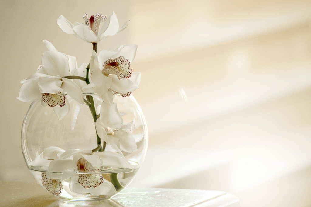 Orquídeas plantas de poder