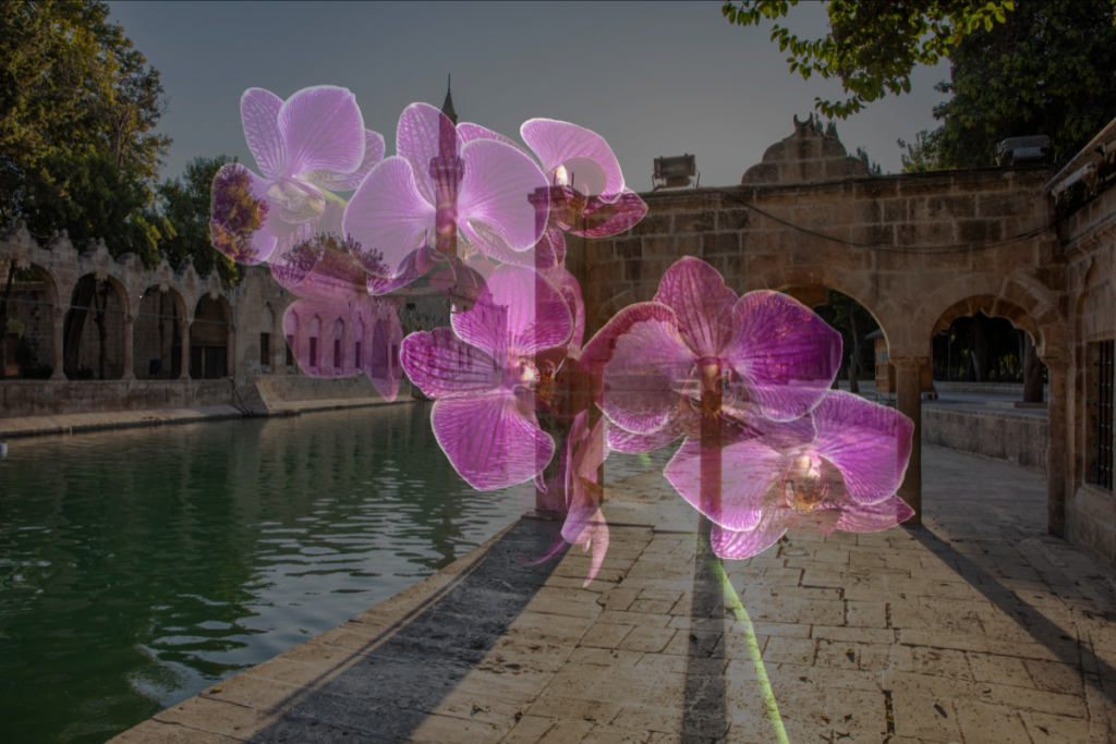Orquídeas na História