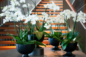 Orquídeas na História