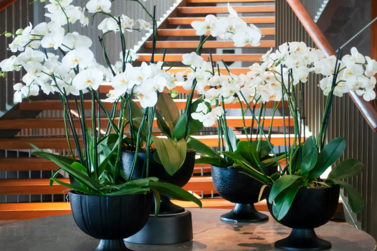 Orquídeas na História