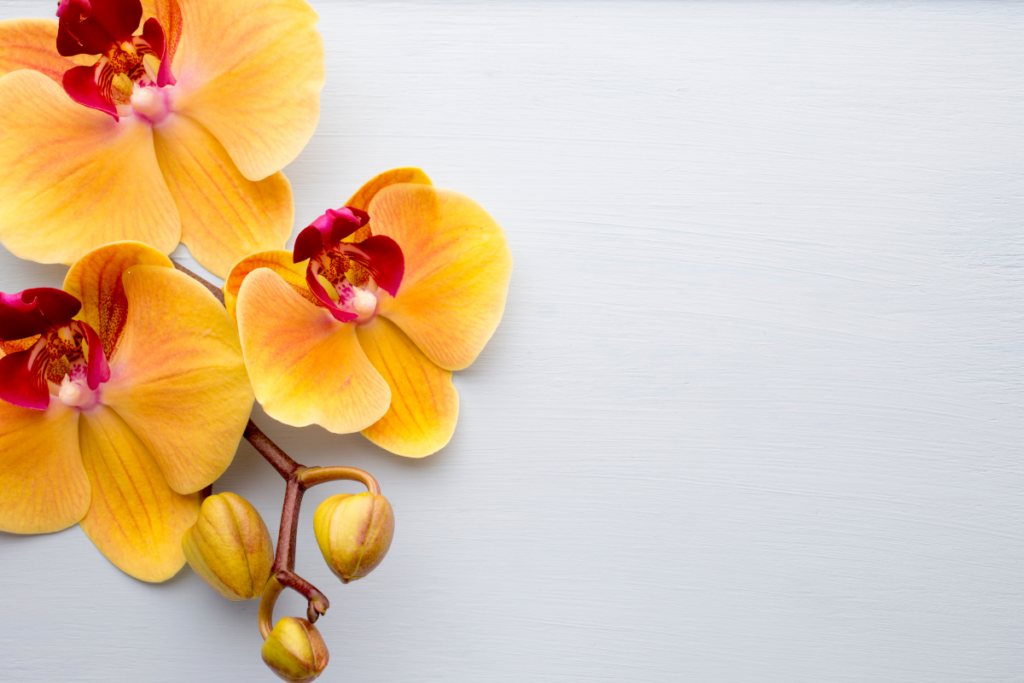 Cores de Orquídeas