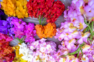 Cores de Orquídeas
