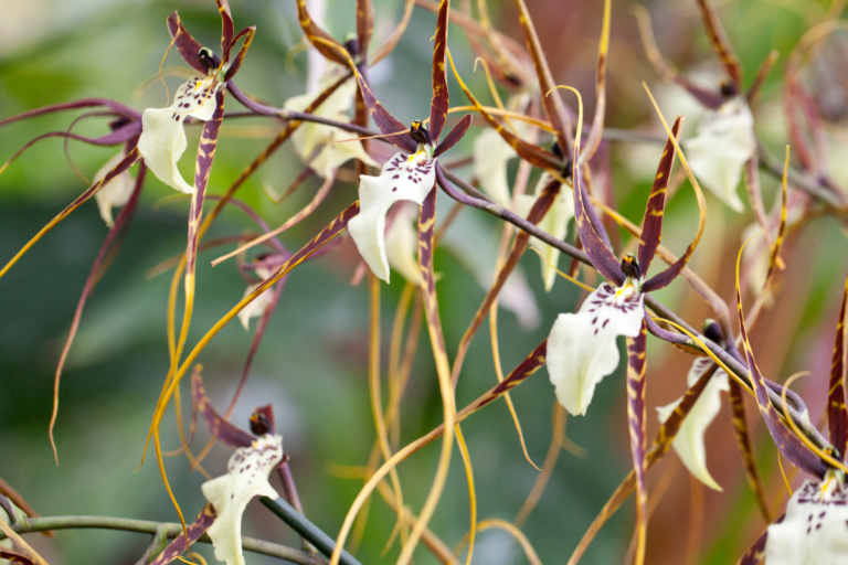 Orquídea Brassia