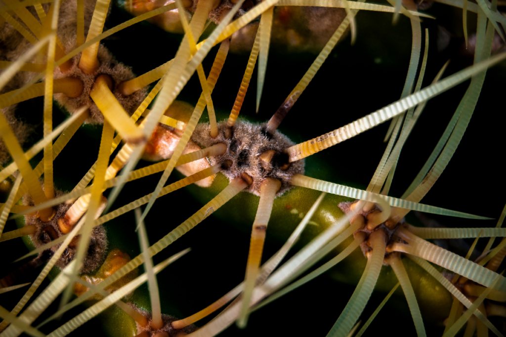 Orquídea Brassia