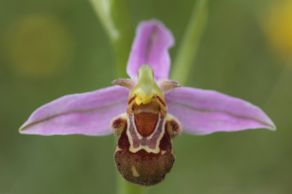 Orquídeas que Enganam Insetos