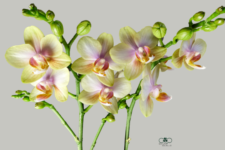 Orquídea Mais Cara do Mundo