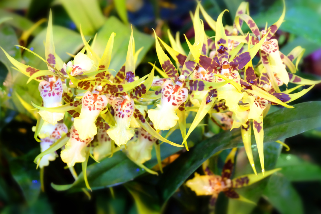 Orquídea Brassia