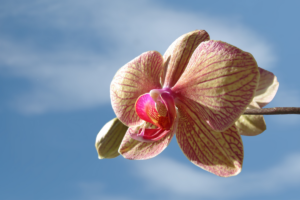 Como Cuidar de Orquídeas no Verão