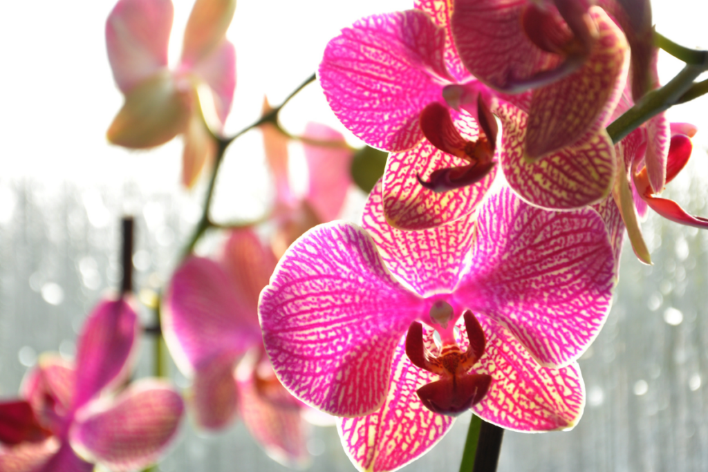 Como Cuidar de Orquídeas no Verão