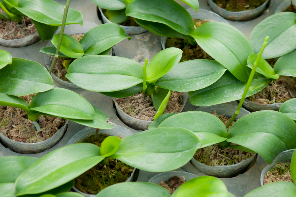 Como Plantar Muda de Orquídea