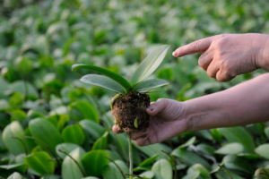 Como Plantar Muda de Orquídea