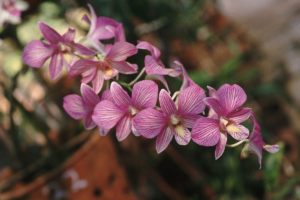Orquídea Dendrobium