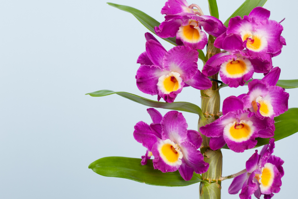 Orquídea Dendrobium