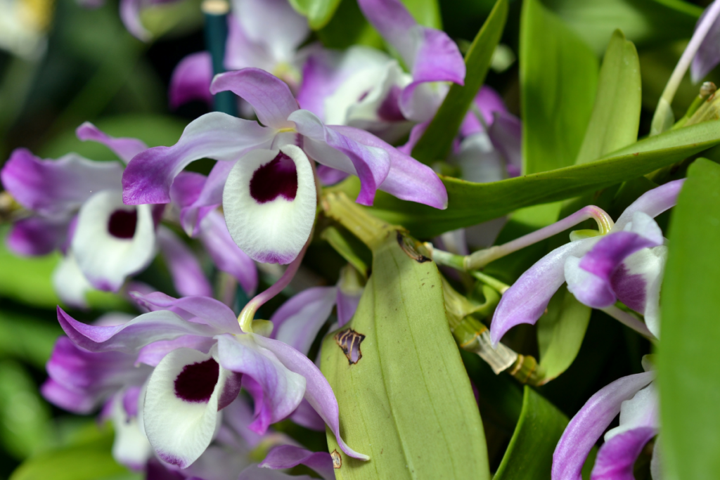 Orquídea Dendrobium