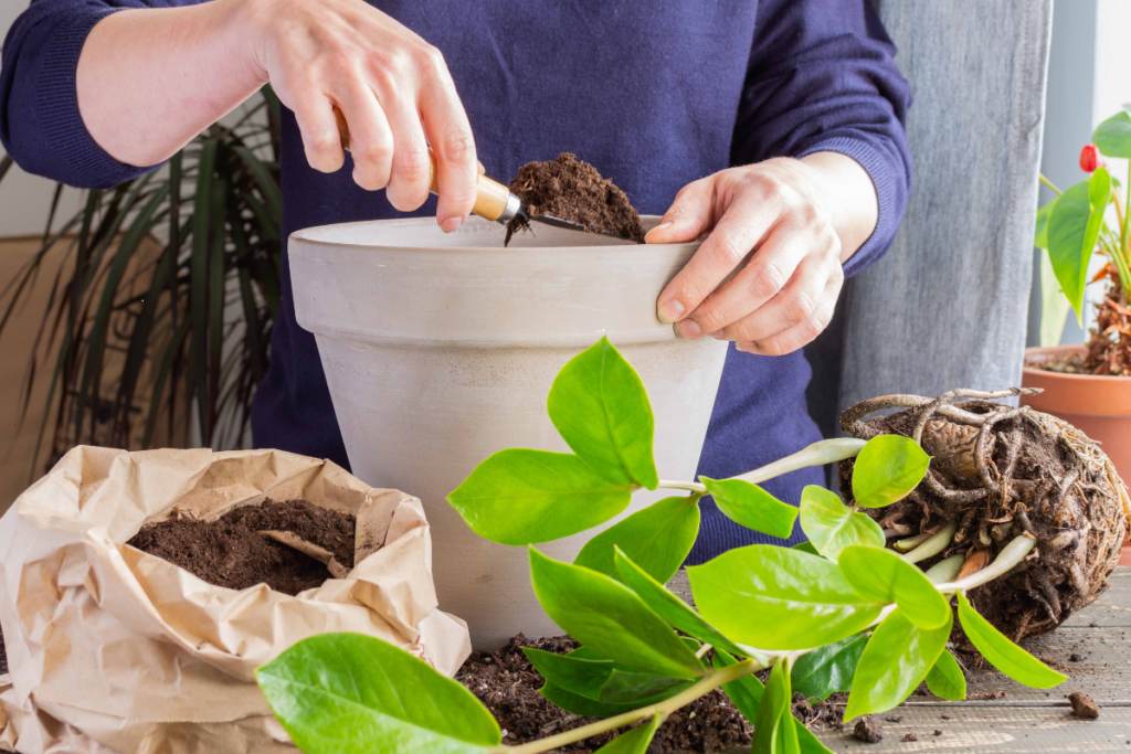 Como Cuidar de Orquídeas em Ambientes Fechados