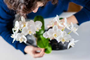 Como Cuidar de Orquídeas em Ambientes Fechados