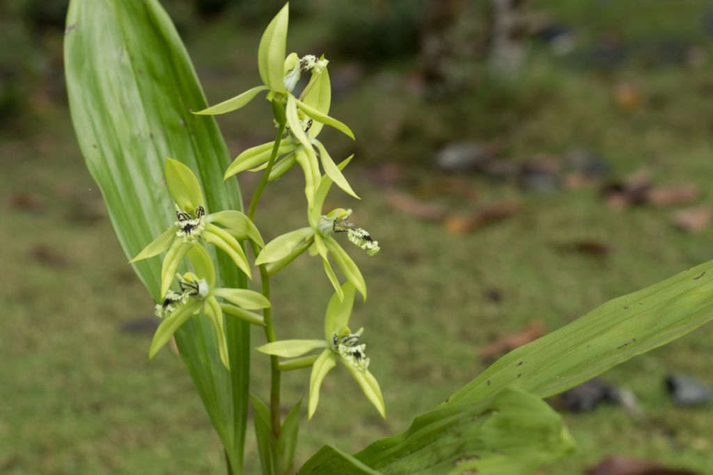 Orquídea Coelogyne