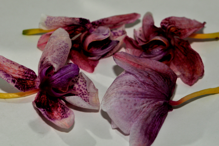 Erros Fatais ao Cuidar de Orquídeas