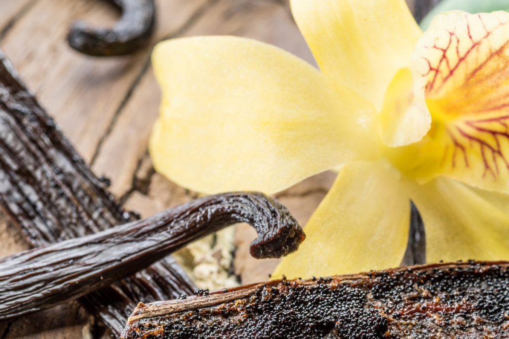 Erros Fatais ao Cuidar de Orquídeas