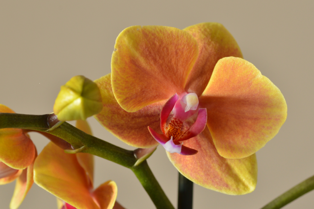 Por Que Sua Orquídea Não Floresce