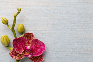 Por Que Sua Orquídea Não Floresce