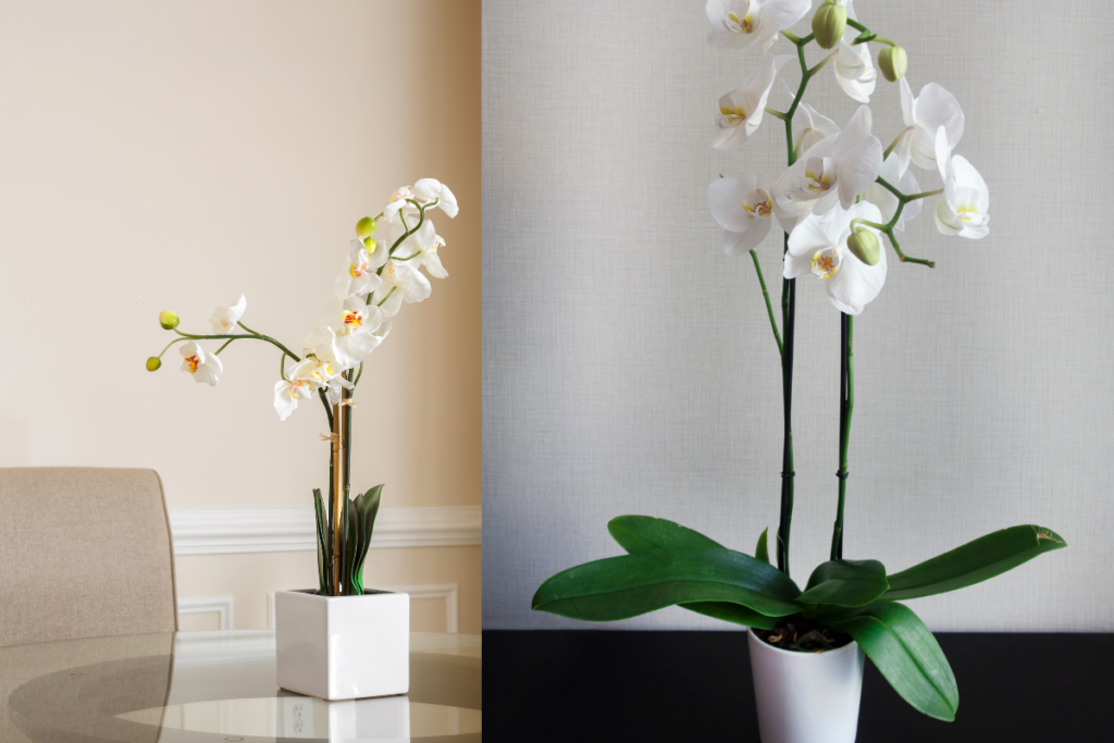 Como Cuidar de Orquídeas em Ambientes Fechados