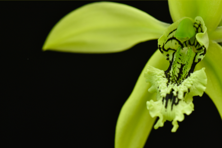 Orquídea Coelogyne