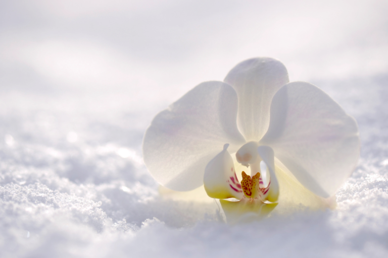 Como Cuidar de Orquídeas no Inverno
