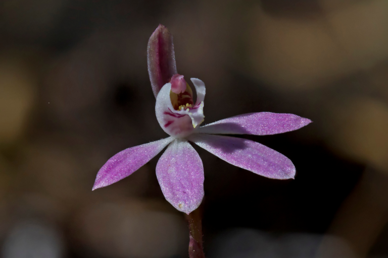 Orquídeas que Enganam Insetos
