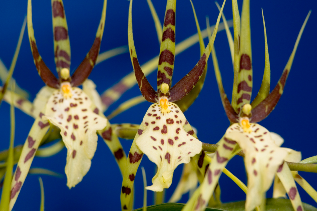 Orquídea Brassia