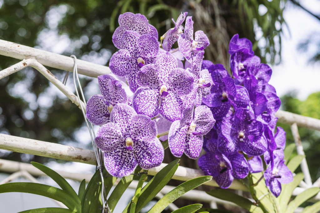 7 Tipos de Orquídeas Mais Amadas