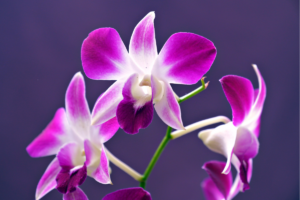 7 Tipos de Orquídeas Mais Amadas