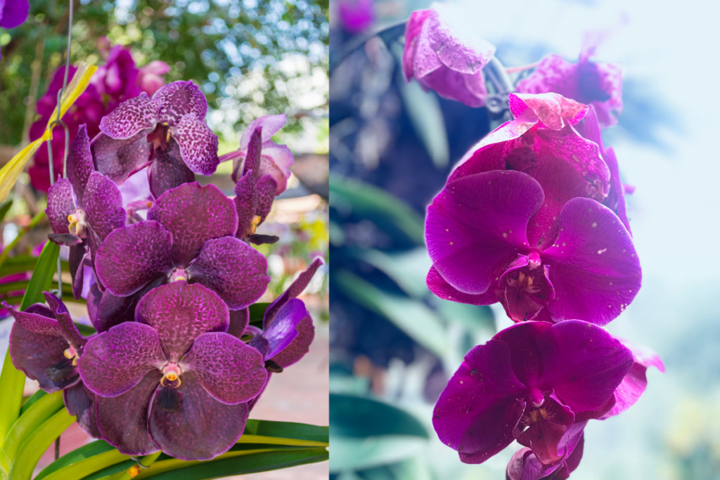Orquídeas que Purificam o Ar