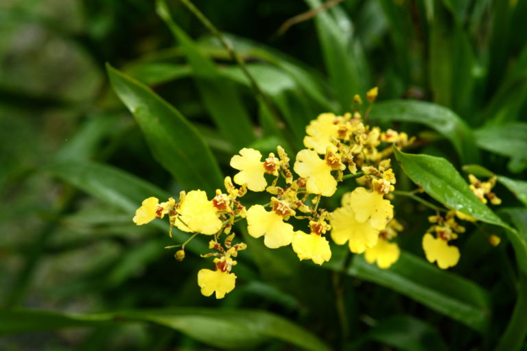 Orquídeas que Purificam o Ar