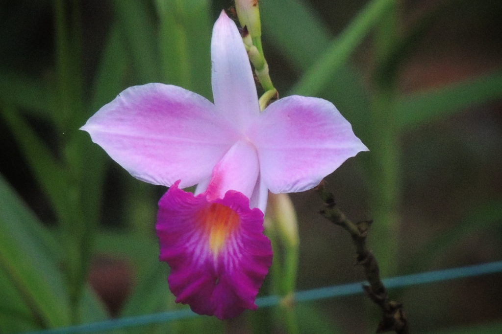 Orquídeas de Sol ou de Sombra