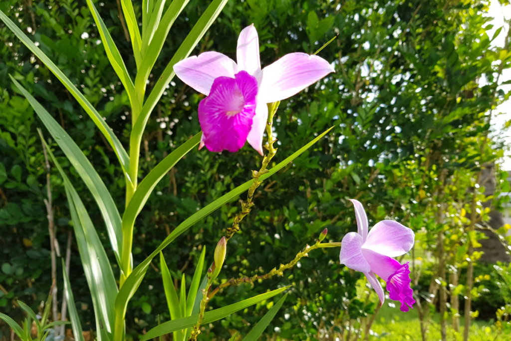 Dendrobium